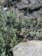 salvia columbariae